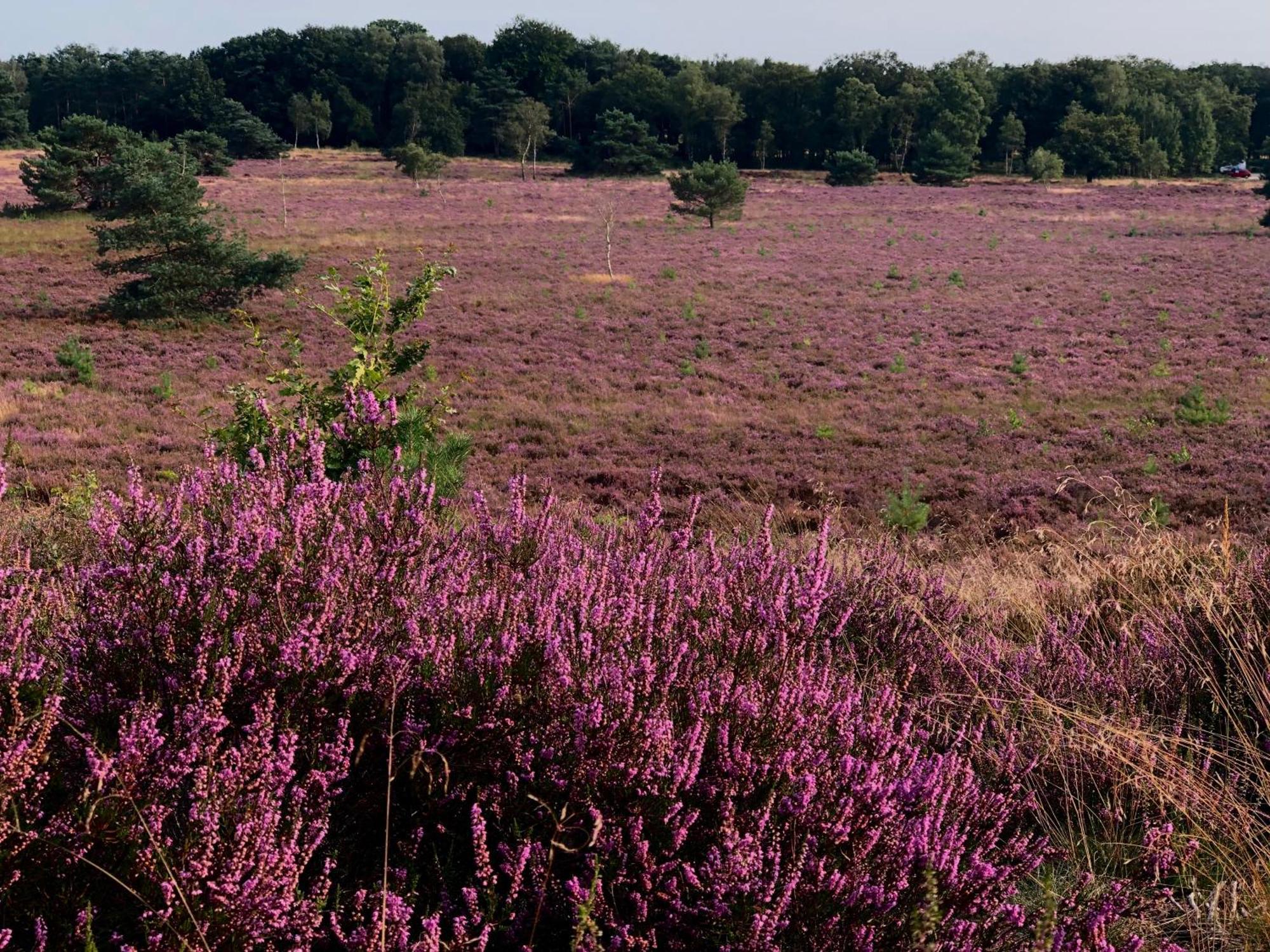 Het Natuurhuisje Op De Veluwe Nunspeet Dış mekan fotoğraf