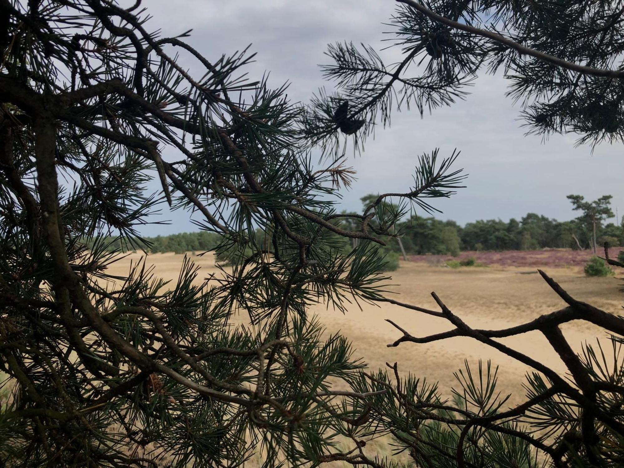 Het Natuurhuisje Op De Veluwe Nunspeet Dış mekan fotoğraf