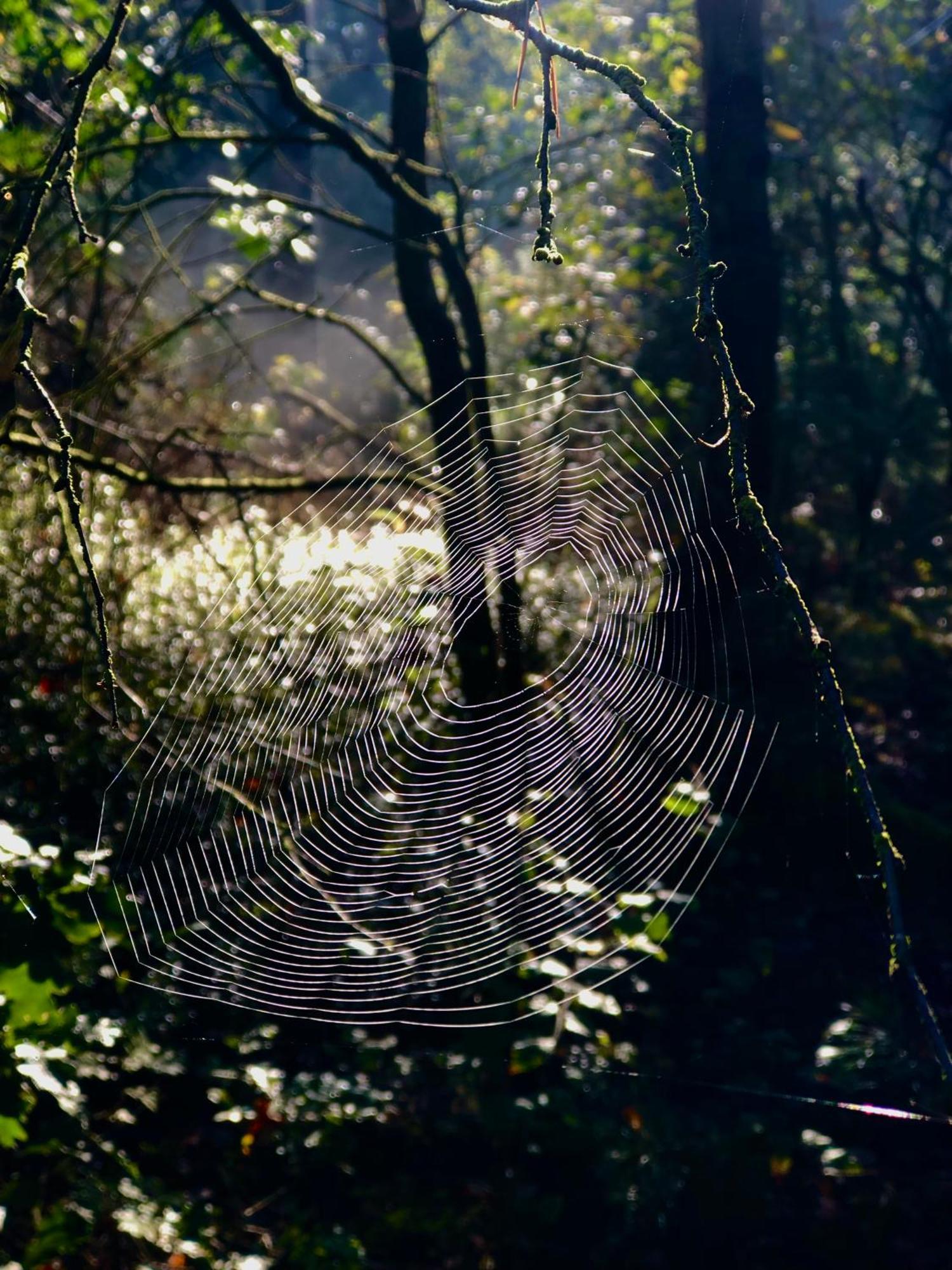 Het Natuurhuisje Op De Veluwe Nunspeet Dış mekan fotoğraf